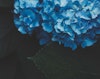 /images/100/blue-flowers.jpg